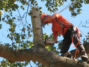 Boise Green Tree Service, 999 W Main St #100, Boise, ID 83702, 208-231-8886 Marsing ID Tree Removal