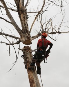 Boise Green Tree Service, 999 W Main St #100, Boise, ID 83702, 208-231-8886 Marsing Tree Trimming