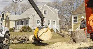 Tree Removal Marsing ID