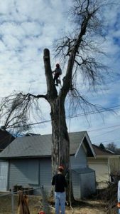 Boise Green Tree Service, 999 W Main St #100, Boise, ID 83702, 208-231-8886 Tree Removal in Marsing ID