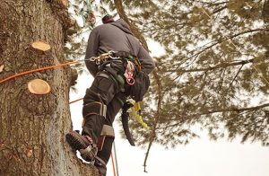 Boise Green Tree Service, 999 W Main St #100, Boise, ID 83702, 208-231-8886 Tree Trimming in Marsing